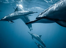 实时比分-斯洛特：定位球不强无以争英超，攻防俱看范戴克